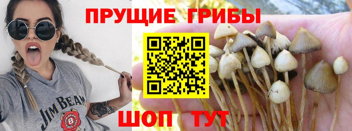 Псилоцибиновые грибы Psilocybe  что такое   Учалы  Вход с VPN 